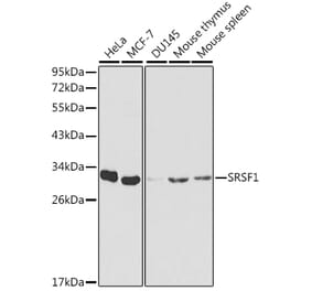 Western Blot - Anti-SRSF1 Antibody (A1649) - Antibodies.com