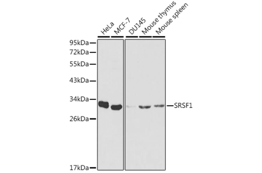 Western Blot - Anti-SRSF1 Antibody (A1649) - Antibodies.com