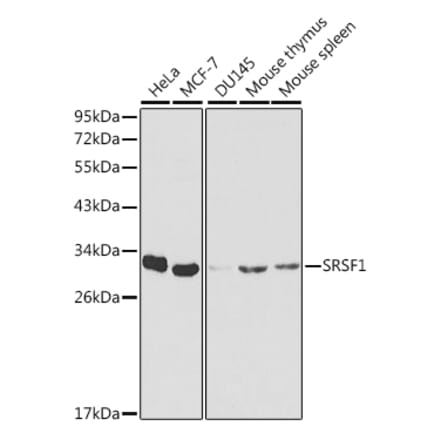 Western Blot - Anti-SRSF1 Antibody (A1649) - Antibodies.com