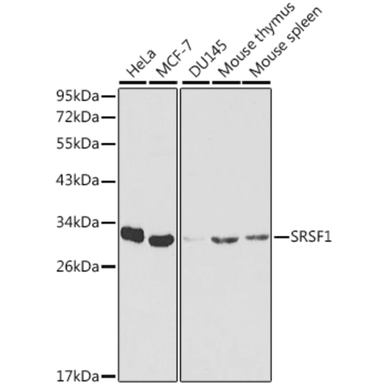 Western Blot - Anti-SRSF1 Antibody (A1649) - Antibodies.com