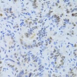 Immunohistochemistry - Anti-SRSF1 Antibody (A1649) - Antibodies.com
