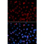 Immunofluorescence - Anti-SRSF1 Antibody (A1649) - Antibodies.com