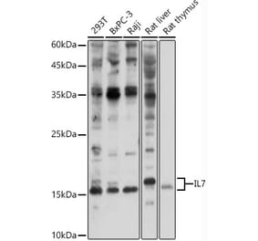 Western Blot - Anti-IL-7 Antibody (A13573) - Antibodies.com