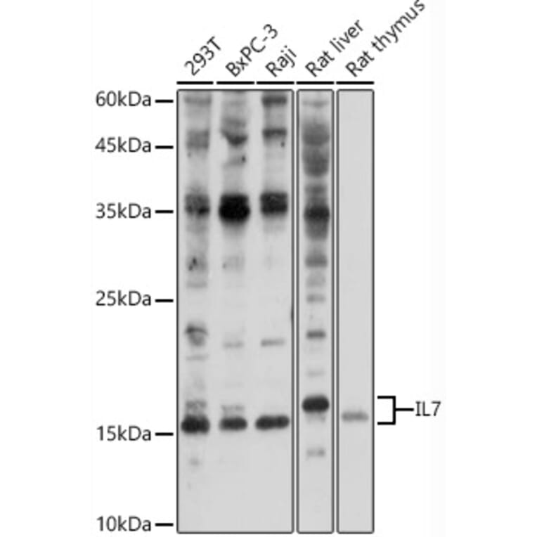 Western Blot - Anti-IL-7 Antibody (A13573) - Antibodies.com