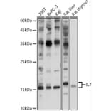 Western Blot - Anti-IL-7 Antibody (A13573) - Antibodies.com