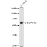 Western Blot - Anti-Beta TRCP/HOS Antibody (A13576) - Antibodies.com
