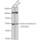 Western Blot - Anti-Carbonic Anhydrase 9/CA9 Antibody (A13577) - Antibodies.com