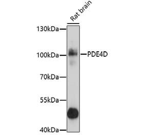 Western Blot - Anti-PDE4D Antibody (A13578) - Antibodies.com