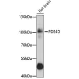 Western Blot - Anti-PDE4D Antibody (A13578) - Antibodies.com