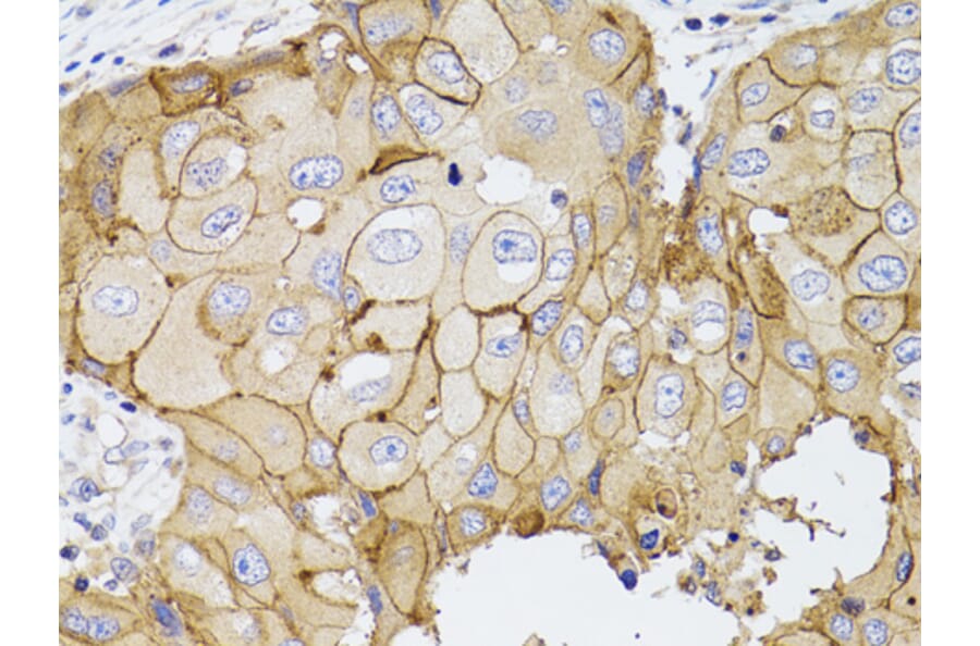 Immunohistochemistry - Anti-PDE4D Antibody (A13578) - Antibodies.com