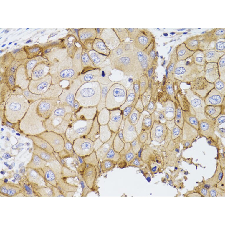 Immunohistochemistry - Anti-PDE4D Antibody (A13578) - Antibodies.com