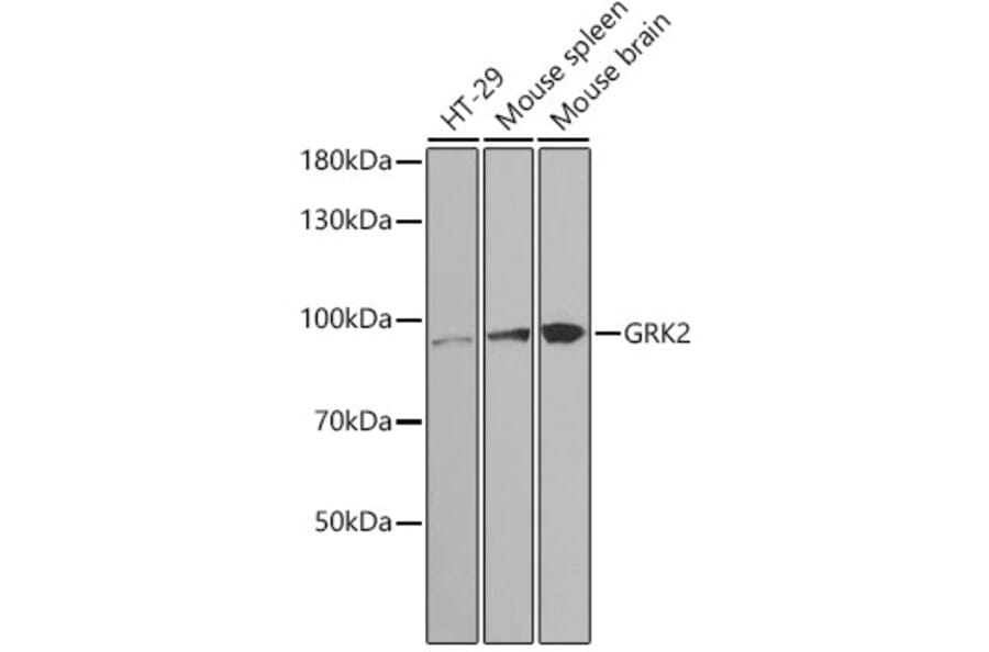 Western Blot - Anti-GRK2 Antibody (A13580) - Antibodies.com