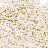 Immunohistochemistry - Anti-Myelin Basic Protein Antibody (A13581) - Antibodies.com