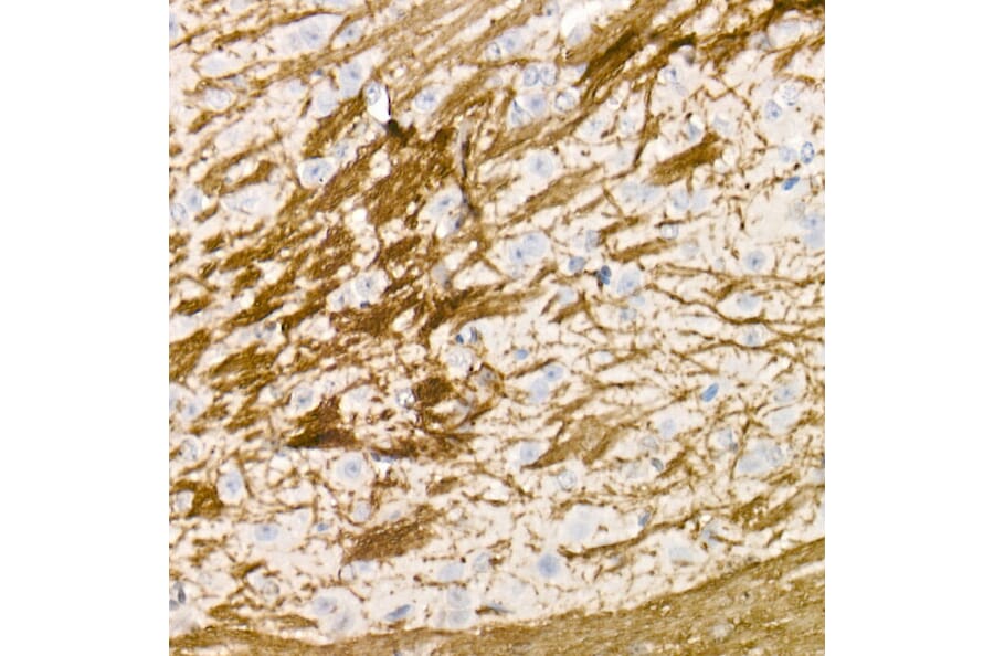 Immunohistochemistry - Anti-Myelin Basic Protein Antibody (A13581) - Antibodies.com