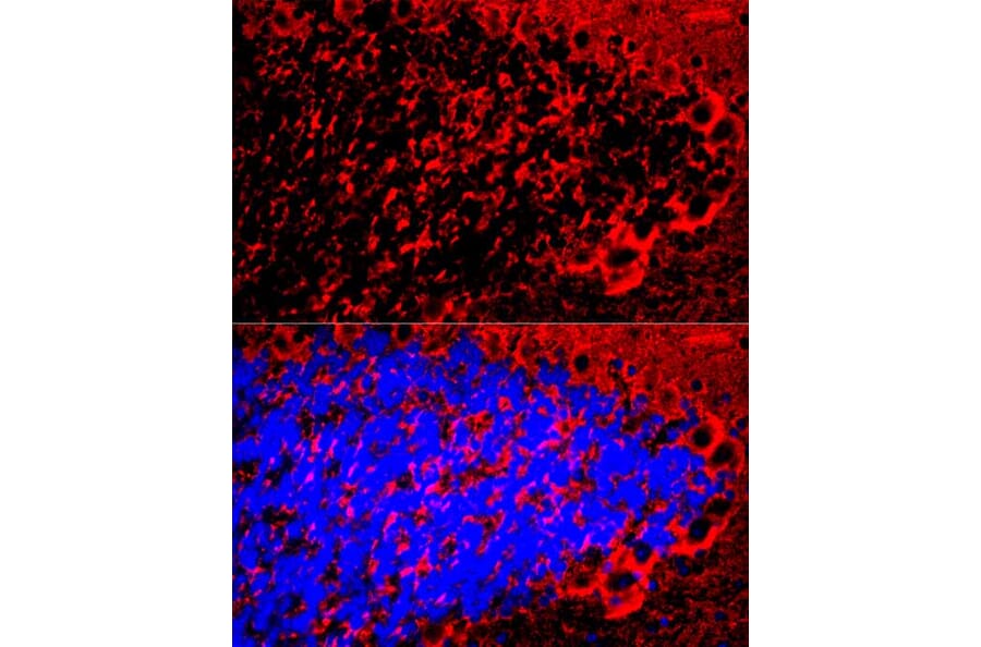 Immunofluorescence - Anti-Myelin Basic Protein Antibody (A13581) - Antibodies.com