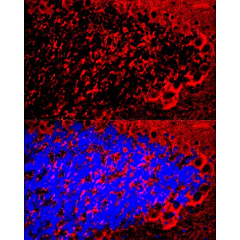 Immunofluorescence - Anti-Myelin Basic Protein Antibody (A13581) - Antibodies.com