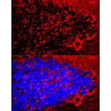 Immunofluorescence - Anti-Myelin Basic Protein Antibody (A13581) - Antibodies.com