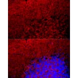 Immunofluorescence - Anti-Myelin Basic Protein Antibody (A13581) - Antibodies.com