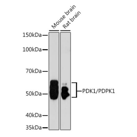 Western Blot - Anti-PDPK1 Antibody (A13582) - Antibodies.com