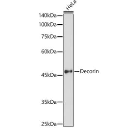 Western Blot - Anti-Decorin Antibody (A13583) - Antibodies.com