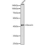 Western Blot - Anti-Decorin Antibody (A13583) - Antibodies.com