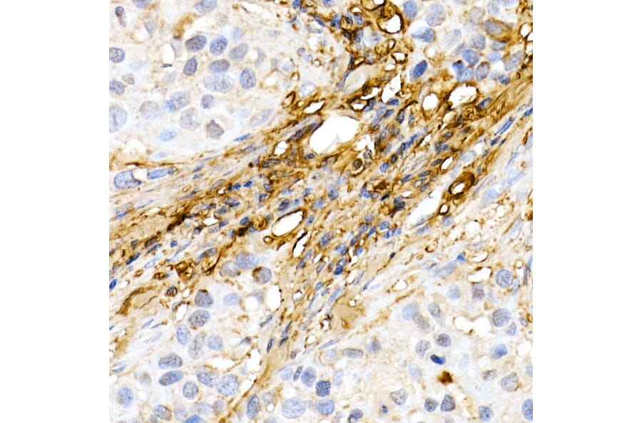 Immunohistochemistry - Anti-Decorin Antibody (A13583) - Antibodies.com