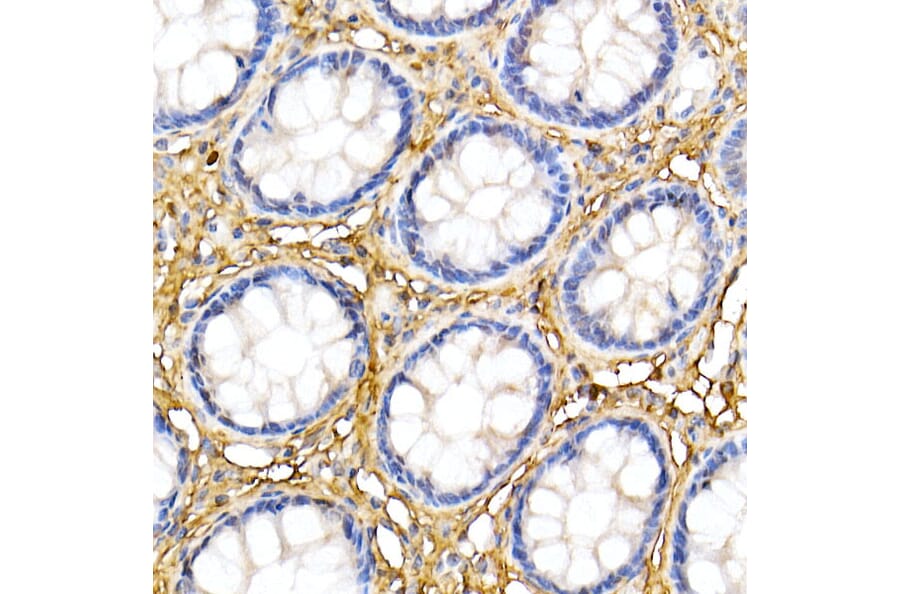 Immunohistochemistry - Anti-Decorin Antibody (A13583) - Antibodies.com
