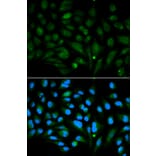 Immunofluorescence - Anti-Decorin Antibody (A13583) - Antibodies.com