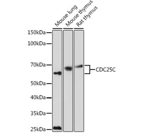 Western Blot - Anti-Cdc25C Antibody (A13584) - Antibodies.com