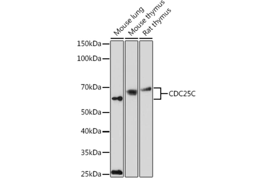 Western Blot - Anti-Cdc25C Antibody (A13584) - Antibodies.com