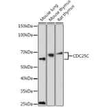 Western Blot - Anti-Cdc25C Antibody (A13584) - Antibodies.com