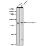 Western Blot - Anti-PEDF Antibody (A13585) - Antibodies.com