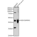 Western Blot - Anti-PEDF Antibody (A13585) - Antibodies.com