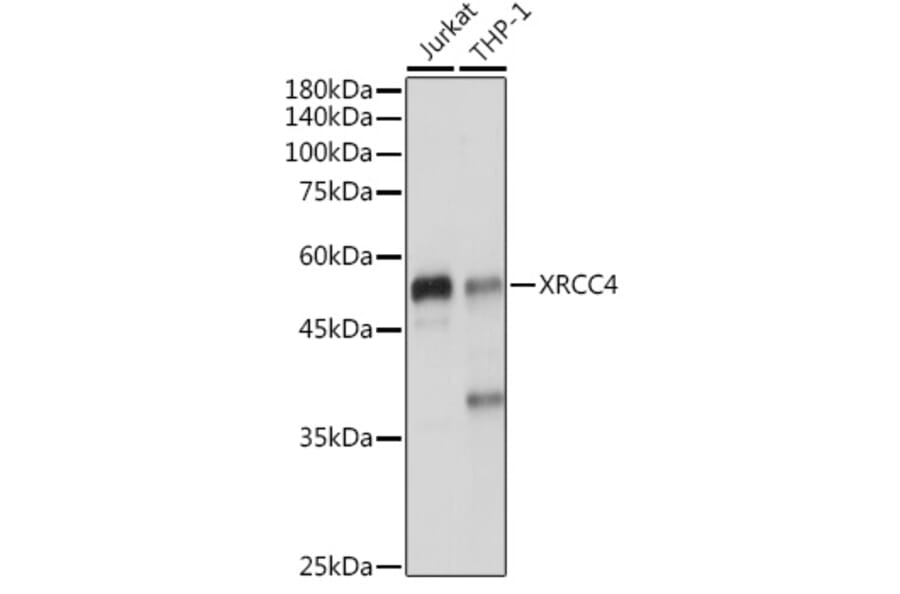 Western Blot - Anti-XRCC4 Antibody (A13589) - Antibodies.com