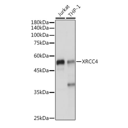 Western Blot - Anti-XRCC4 Antibody (A13589) - Antibodies.com