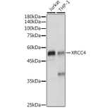 Western Blot - Anti-XRCC4 Antibody (A13589) - Antibodies.com