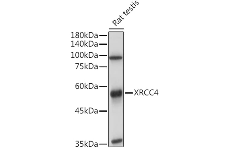 Western Blot - Anti-XRCC4 Antibody (A13589) - Antibodies.com