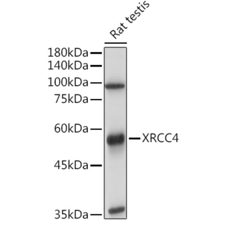 Western Blot - Anti-XRCC4 Antibody (A13589) - Antibodies.com