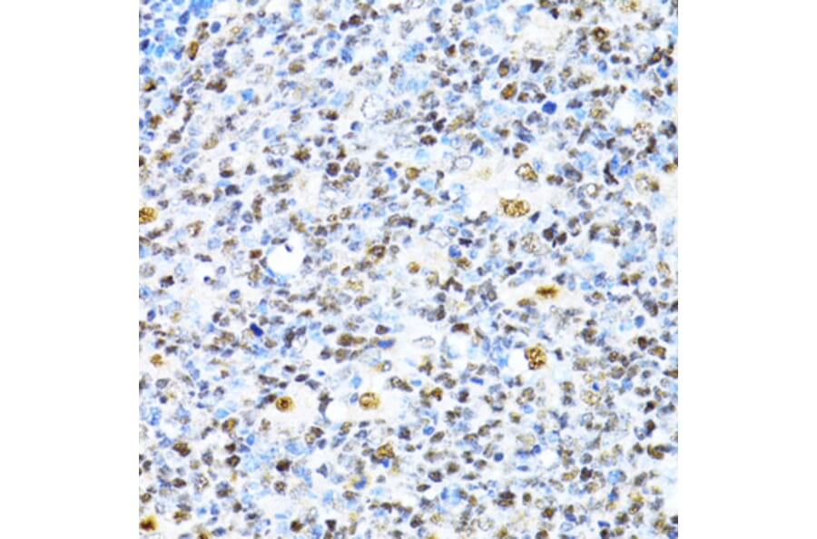 Immunohistochemistry - Anti-XRCC4 Antibody (A13589) - Antibodies.com
