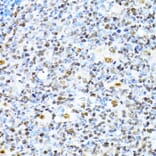 Immunohistochemistry - Anti-XRCC4 Antibody (A13589) - Antibodies.com