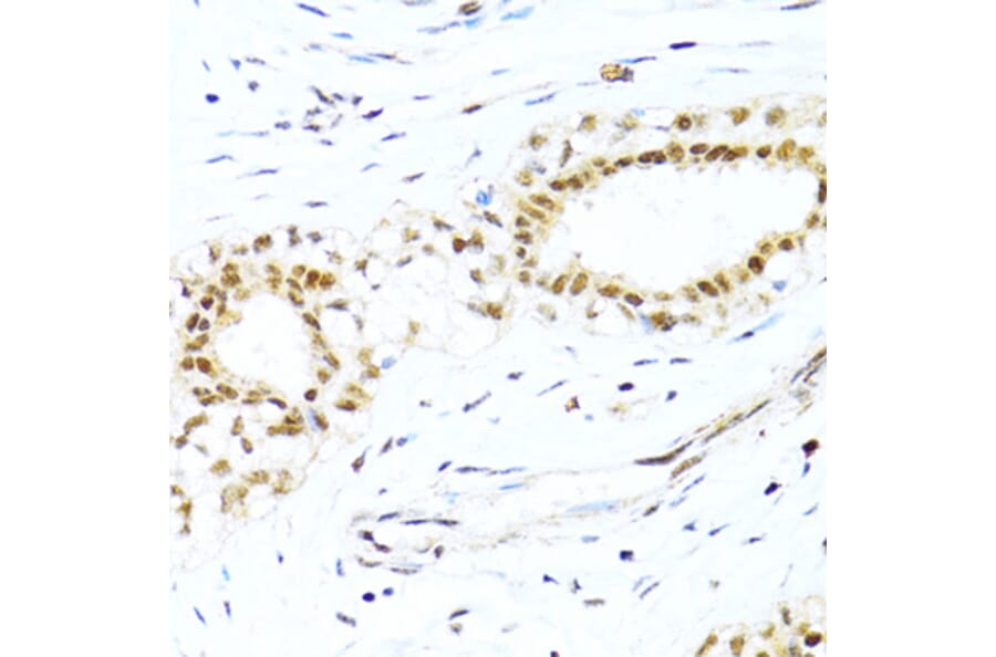 Immunohistochemistry - Anti-XRCC4 Antibody (A13589) - Antibodies.com