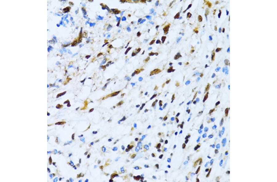 Immunohistochemistry - Anti-XRCC4 Antibody (A13589) - Antibodies.com