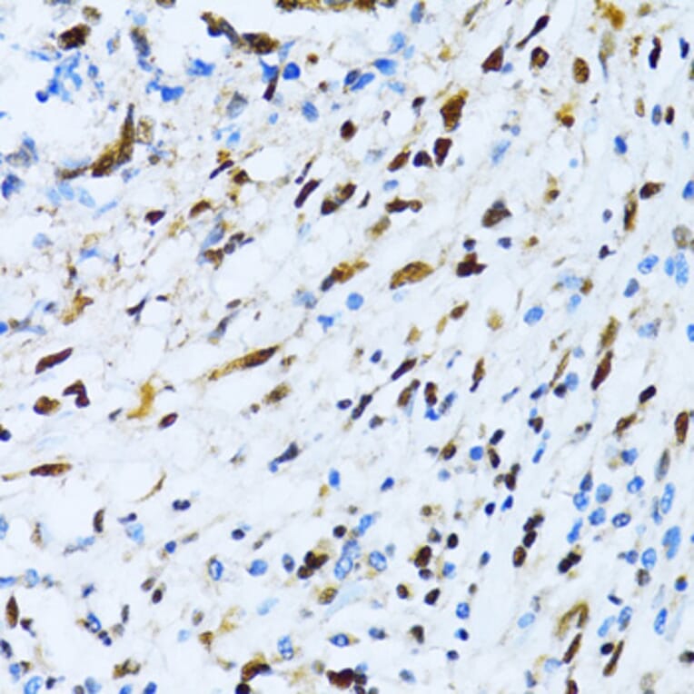 Immunohistochemistry - Anti-XRCC4 Antibody (A13589) - Antibodies.com