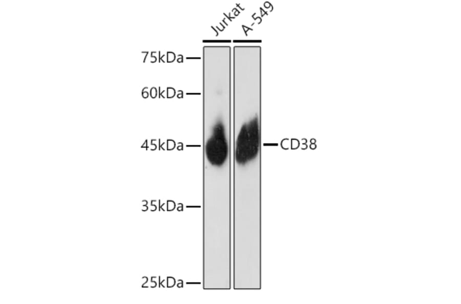 Western Blot - Anti-CD38 Antibody (A13591) - Antibodies.com