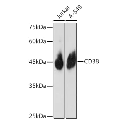 Western Blot - Anti-CD38 Antibody (A13591) - Antibodies.com
