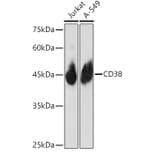 Western Blot - Anti-CD38 Antibody (A13591) - Antibodies.com