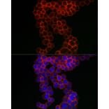 Immunofluorescence - Anti-CD38 Antibody (A13591) - Antibodies.com