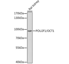 Western Blot - Anti-OCT1 Antibody (A13593) - Antibodies.com