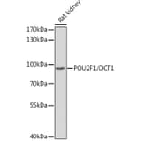 Western Blot - Anti-OCT1 Antibody (A13593) - Antibodies.com