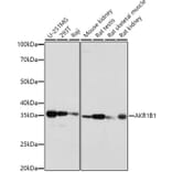 Western Blot - Anti-Aldose reductase Antibody (A13594) - Antibodies.com